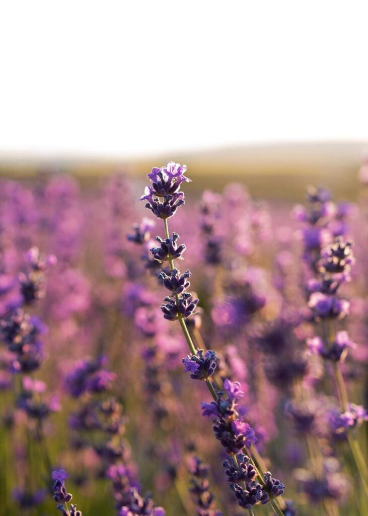 Gros plan sur une tige de lavande violette en fleurs, avec un champ de lavande flou en arrière-plan baigné par la lumière du soleil.