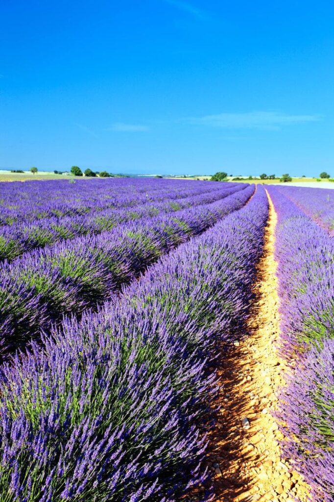 Champ de lavande en fleur sous un ciel bleu d'été, avec un chemin de terre traversant les rangées violettes.